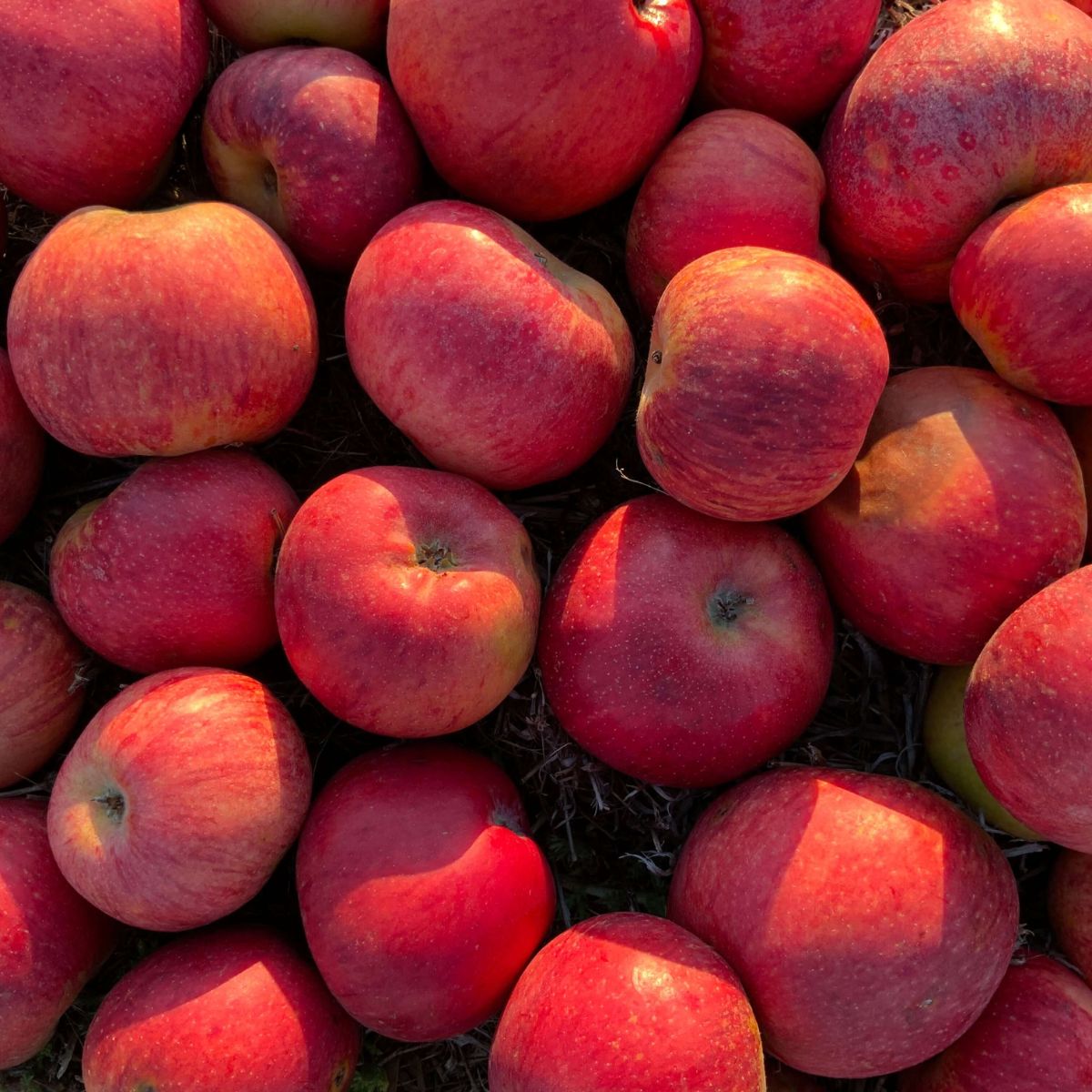 Moutarde aux pommes d'Annurche